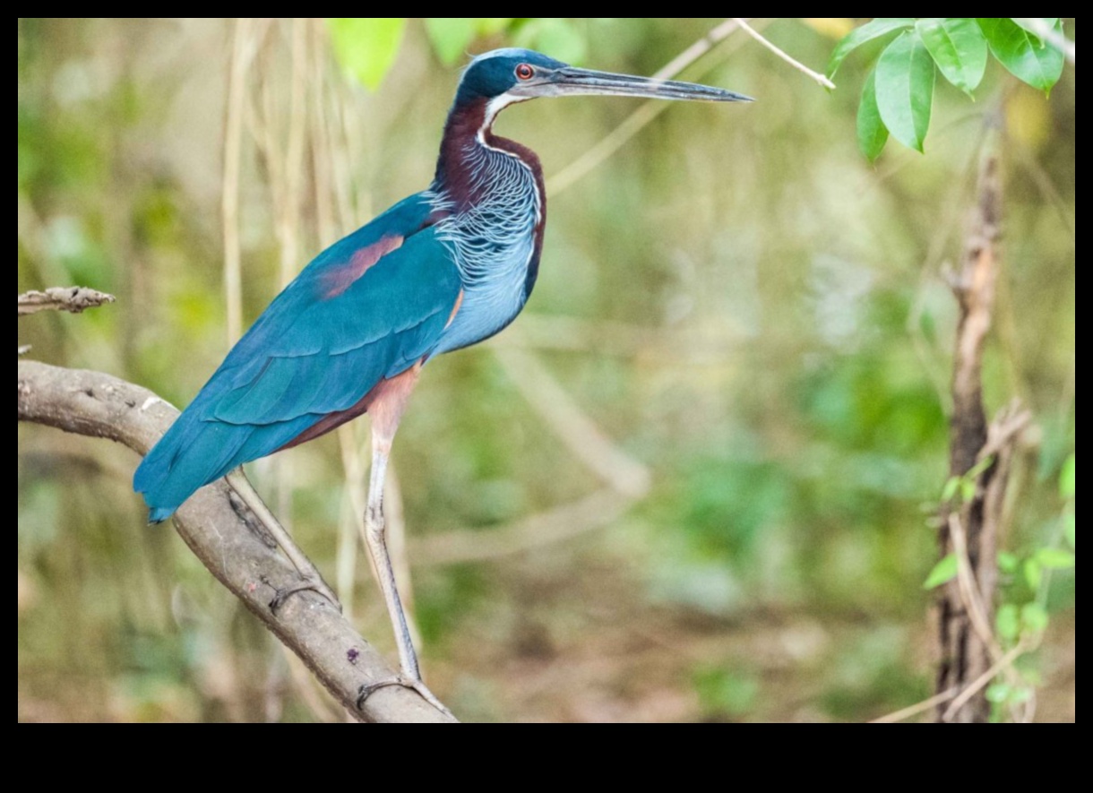 Urban Birding Adventures: descoperirea vieții sălbatice în oraș