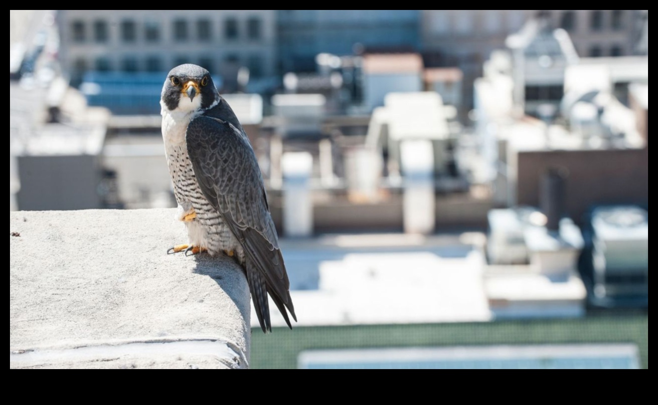 Urban Birding Adventures: descoperirea vieții sălbatice în oraș