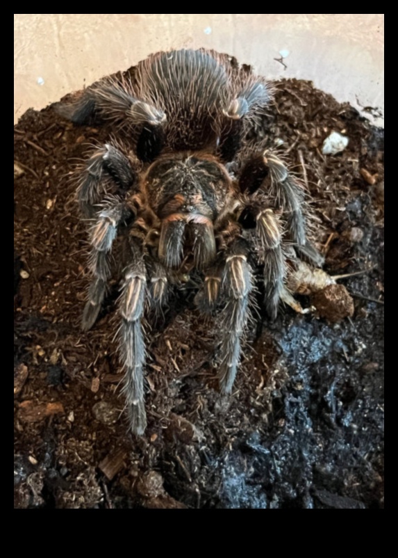 Webbed Wonders: Îngrijirea tarantulelor și păianjenilor de companie