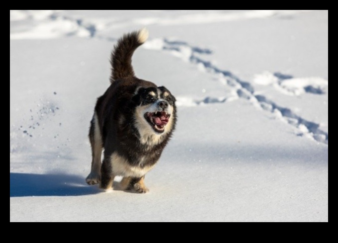 Sfaturi de iarnă pentru îngrijirea animalelor de companie: Păstrați-vă prietenul blănos cald și confortabil