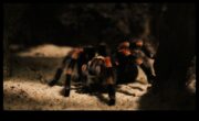 Webbed Wonders Îngrijirea tarantulelor și păianjenilor de companie