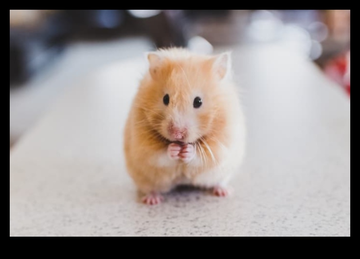 Soluții de comportament de hamster: depanarea provocărilor comune