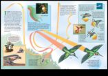Acrobați aerieni Fascinant World of Bird Flight