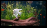Aventuri de pește fine-tastic de stimulare a activităților pentru animale de companie din acvariu