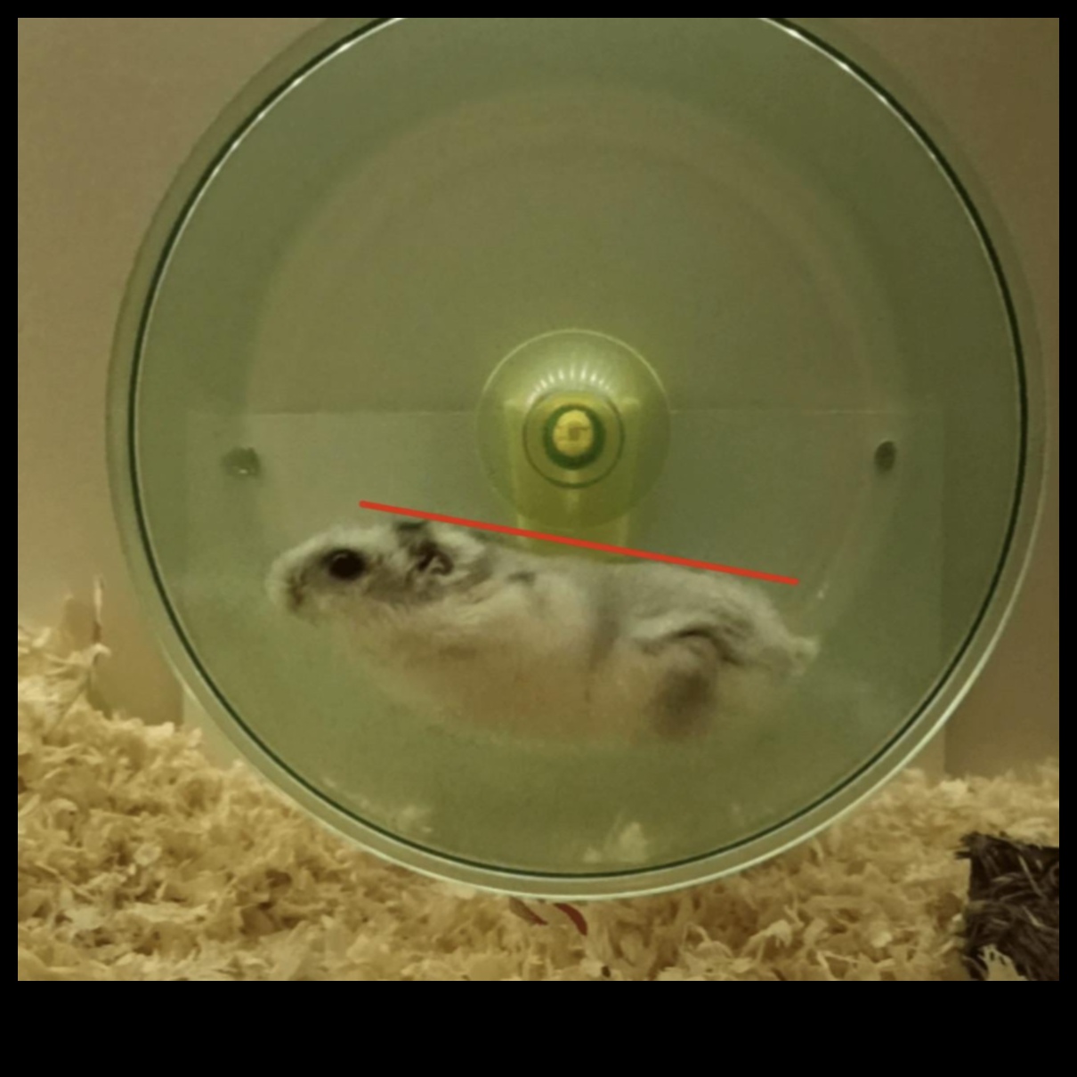 Dezbaterea roților Hamster: opțiuni fixe vs.