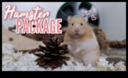 Hamster Health Hub Integrând activități de wellness pentru labe minuscule