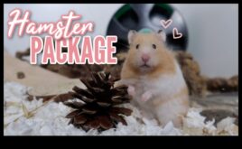 Hamster Health Hub Integrând activități de wellness pentru labe minuscule